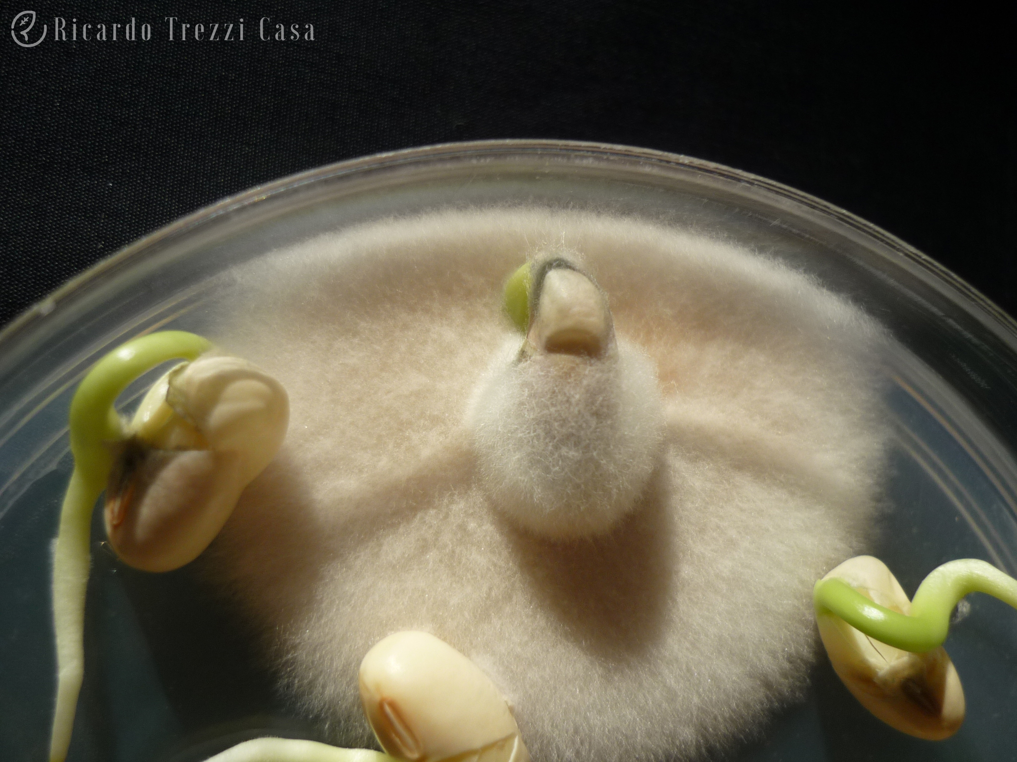 Fusarium pallidoroseum